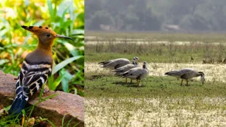 Which Travel Destination Is The Best To Watch Migratory Birds In India For A Bird Enthusiast?