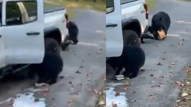 watch-hungry-bear-family-steals-snacks-and-sixpack-of-beer-from-couples-truck-in-tennassee