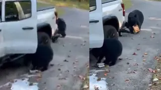 WATCH: Hungry Bear Family Steals Snacks And Six-Pack Of Beer From Couple's Truck In Tennassee
