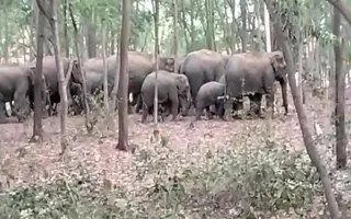 indias-wild-elephant-population-declines-by-18-since-2017-jharkhand-faces-severe-68-drop