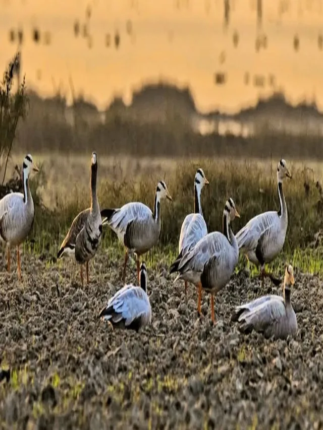 gurugram-cold-wave-boosts-migratory-bird-arrivals-at-sultanpur-rare-species-spotted