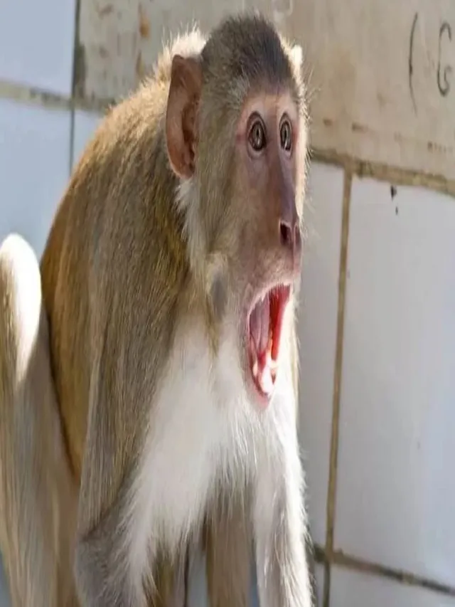 up-govt-hands-over-monkey-control-in-cities-to-forest-dept-relief-expected-for-residents