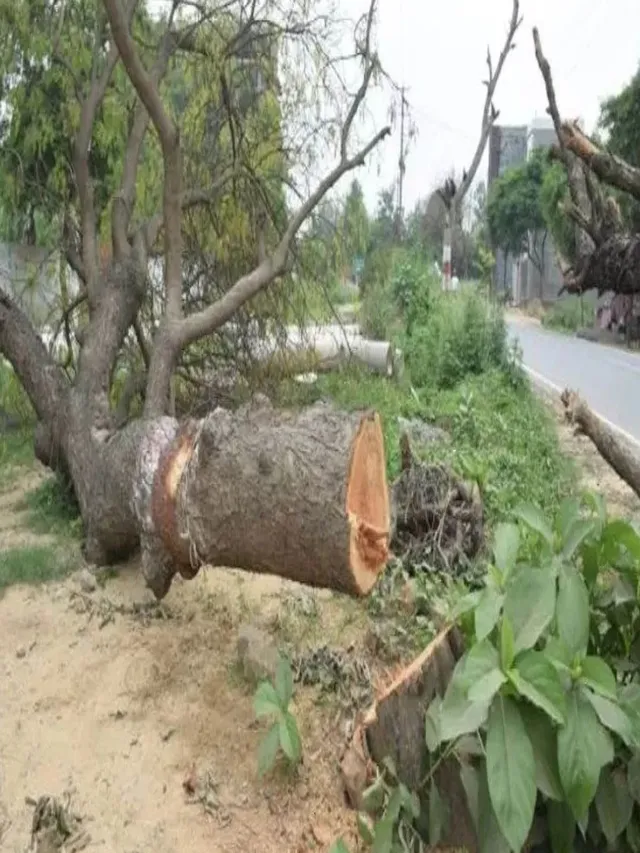 noidagreater-noida-expressway-two-new-underpasses-to-ease-traffic-330-trees-to-be-relocated