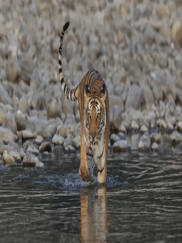 uttarakhand-to-deploy-81-special-tiger-guards-in-corbett-reserve-recruitment-process-set-to-begin-soon
