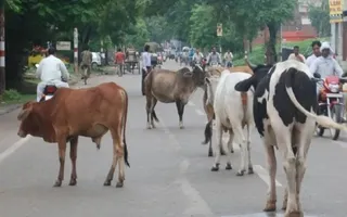 Gurugram Targets December 31 To Become Stray Cattle-Free, Intensifies Property Tax Action