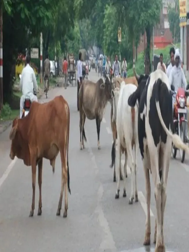 gurugram-targets-december-31-to-become-stray-cattle-free-intensifies-property-tax-action