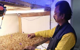 Gorakhpur: Local Farmer Successfully Grows Kashmiri Saffron Indoors Using Aeroponic Method