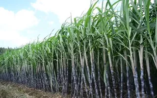 UP Launches Preparations For Autumn Sugarcane Season; Over 46 Lakh Bud Saplings To Be Distributed