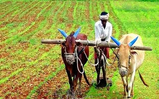 Bihar Promotes Natural Farming Under National Mission; Over 50,000 Farmers Adopt Chemical-Free Practices