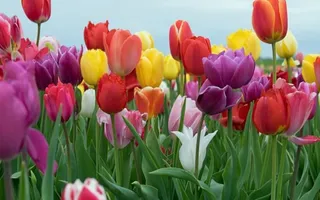 NDMC To Expand High-Tech Tulip Storage Facility At Lodhi Garden; New Room To Preserve 2 Lakh Bulbs Year-Round